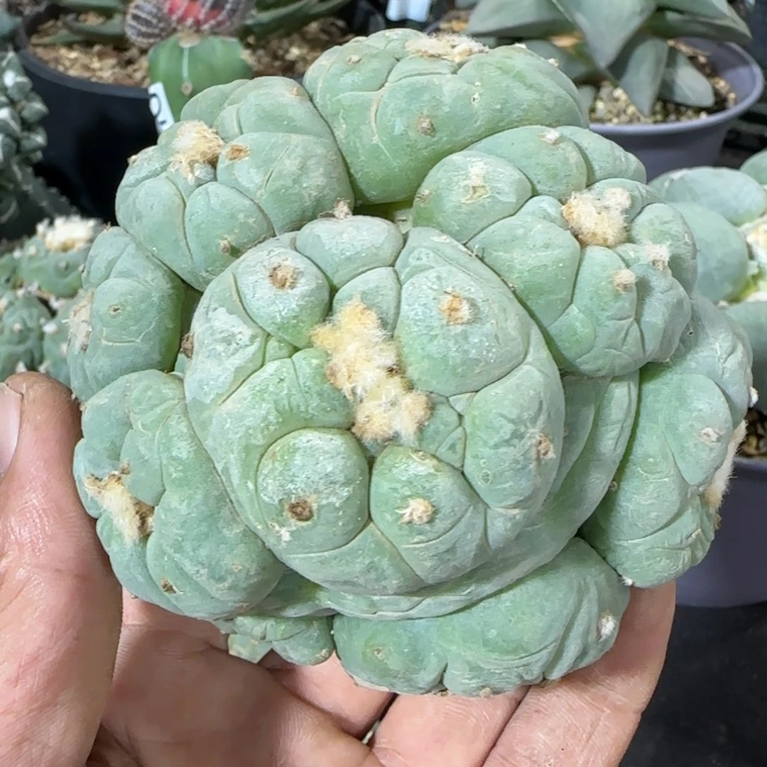 【闪购商品】古田仲永杂大尤群937