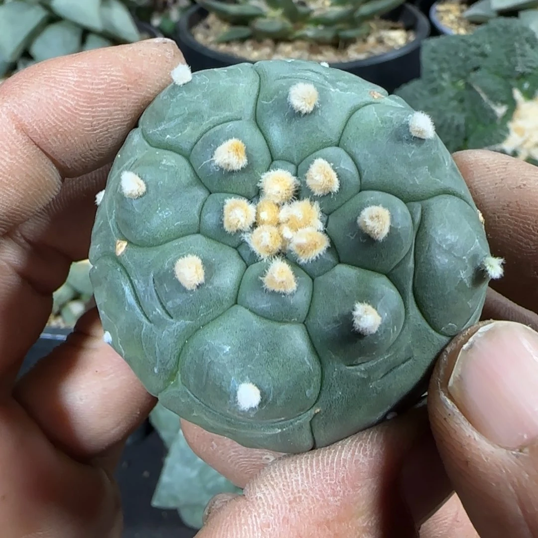 【闪购商品】实生5年龟甲兜916