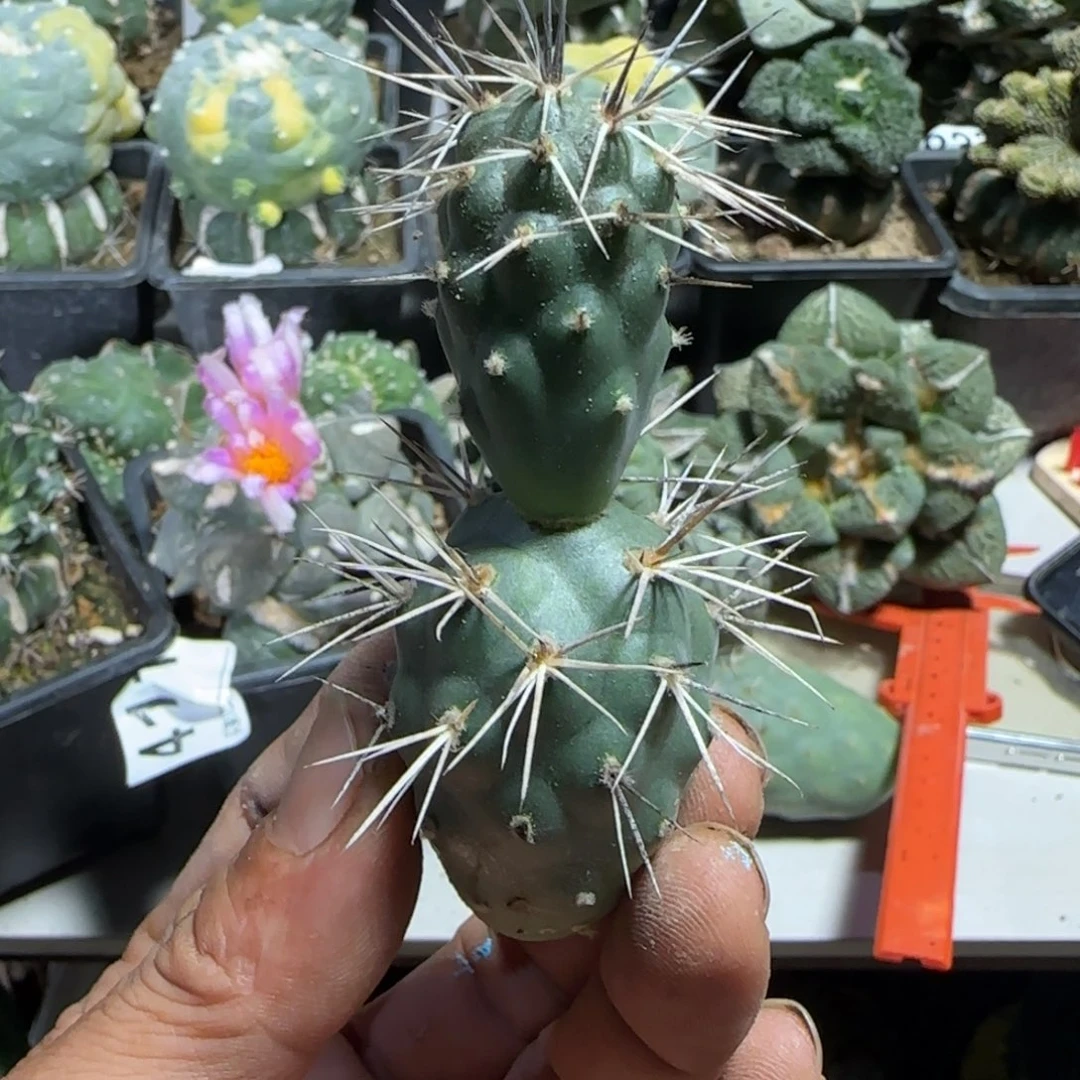 【闪购商品】双头灰刺明暗城无根福利