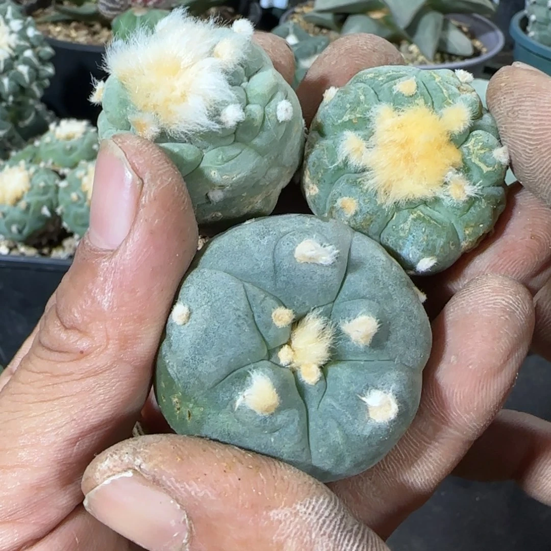 【闪购商品】三个仙自根954