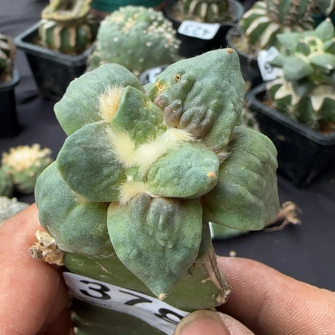 【闪购商品】纯种怒涛小378