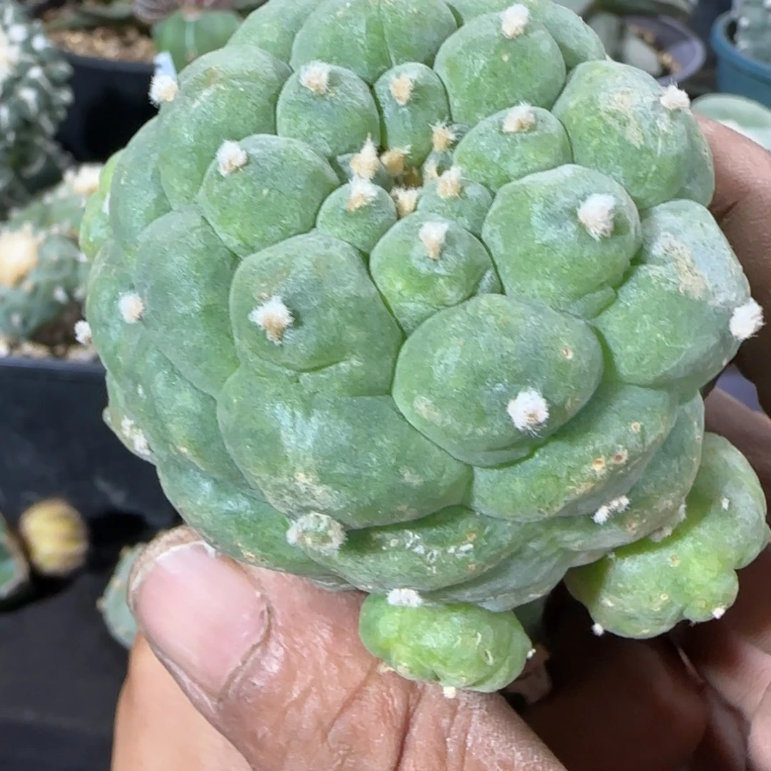 【闪购商品】特凸尤211