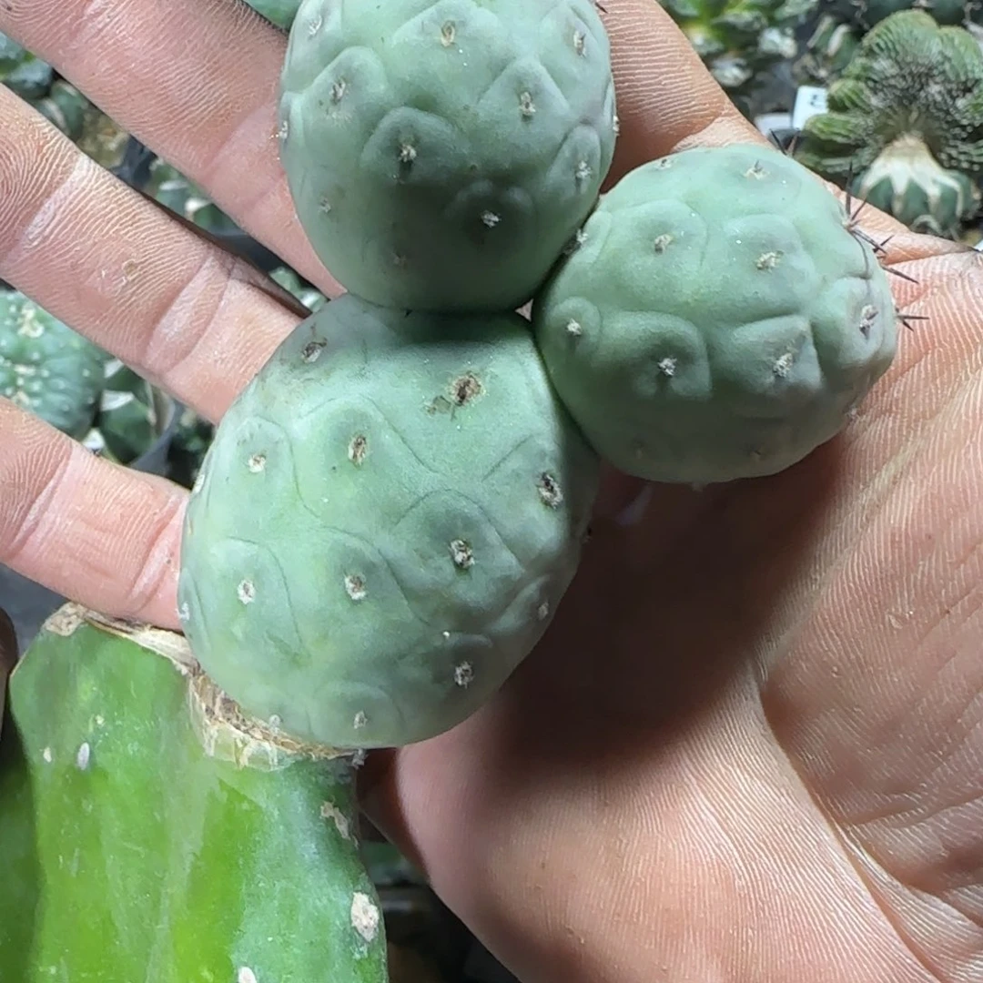 【闪购商品】米奇欧系白皮洞洞习