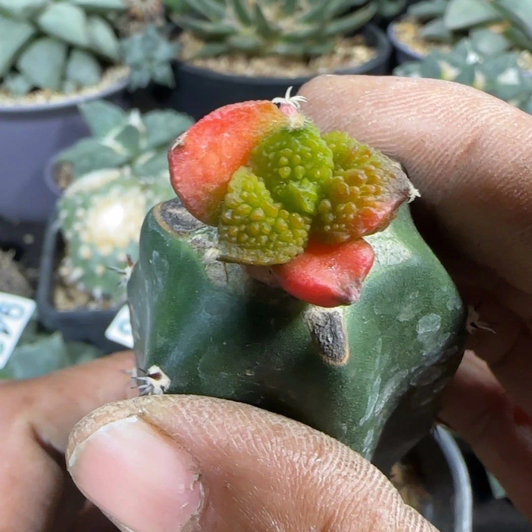 【闪购商品】红锦大尤菜花小苗946