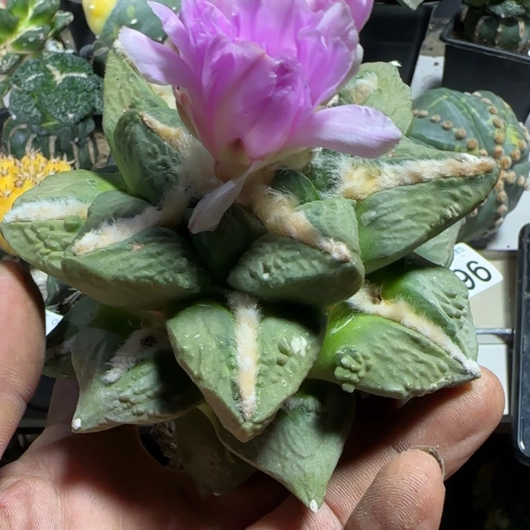 【闪购商品】赤花中筋牛舌976