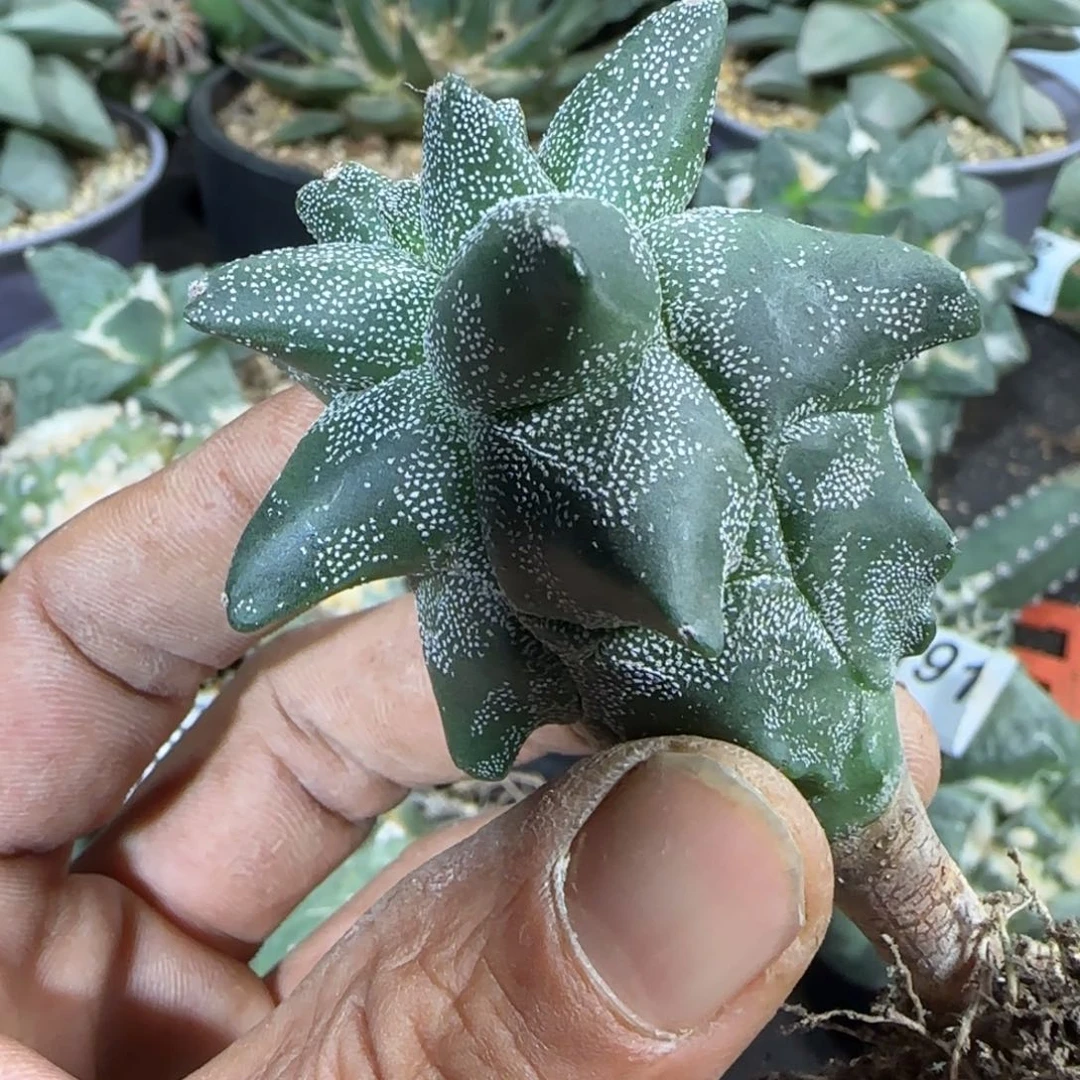 【闪购商品】实生角尤