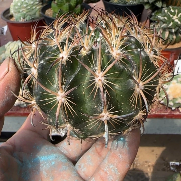 【闪购商品】特选落地虎爪无根