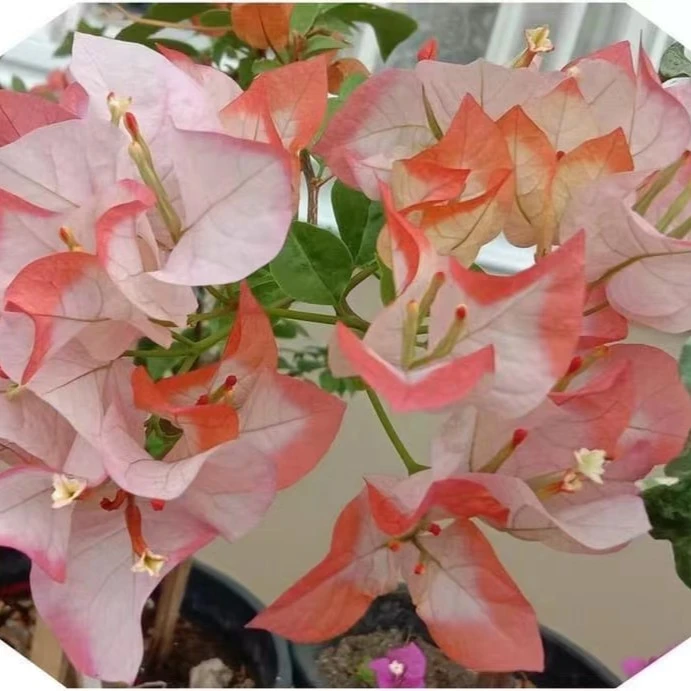 三角梅盆景桩一物一拍粉红豹花卉客厅鲜花家庭室内花卉盆栽