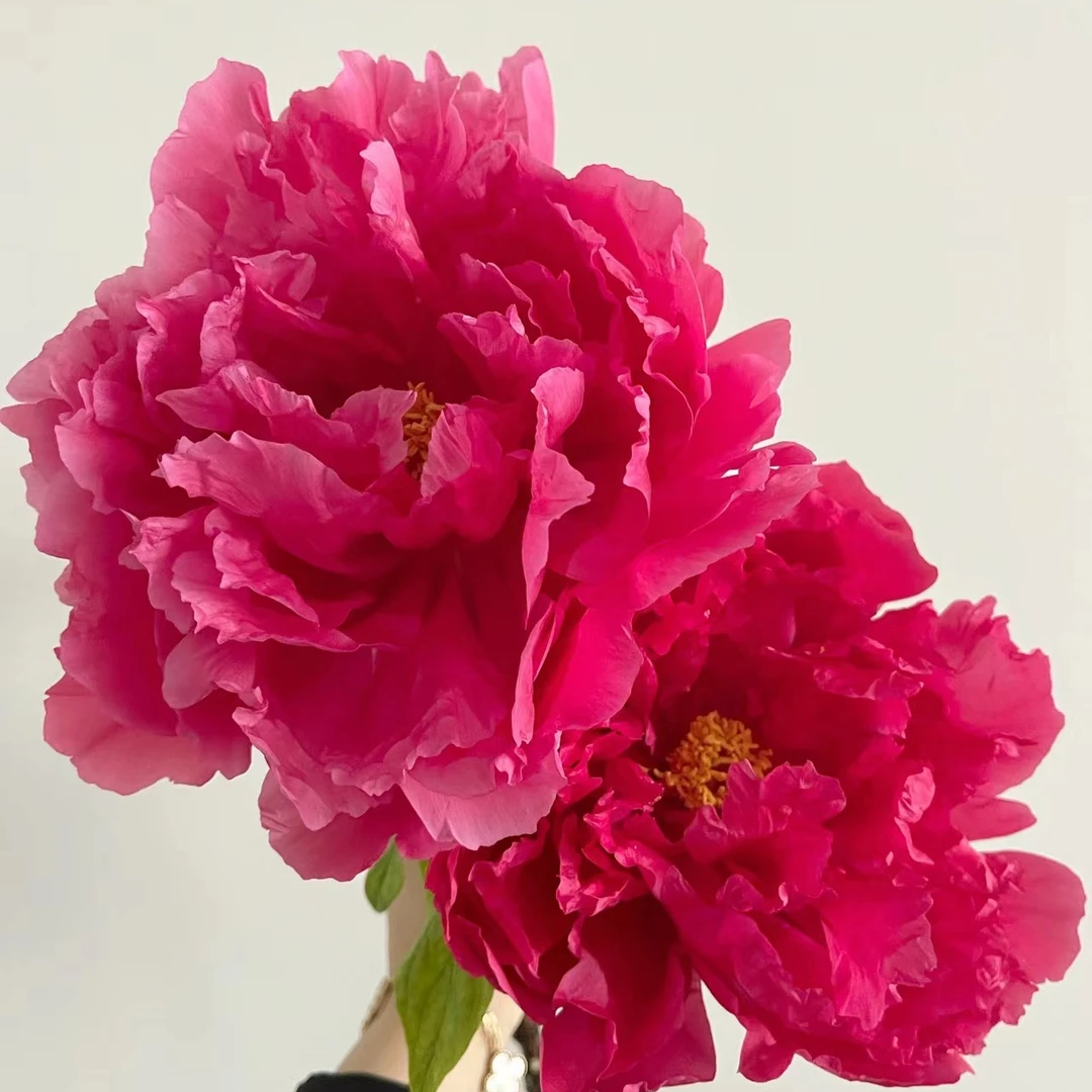 【旭港】重瓣牡丹鲜切花天然芳香美丽红色