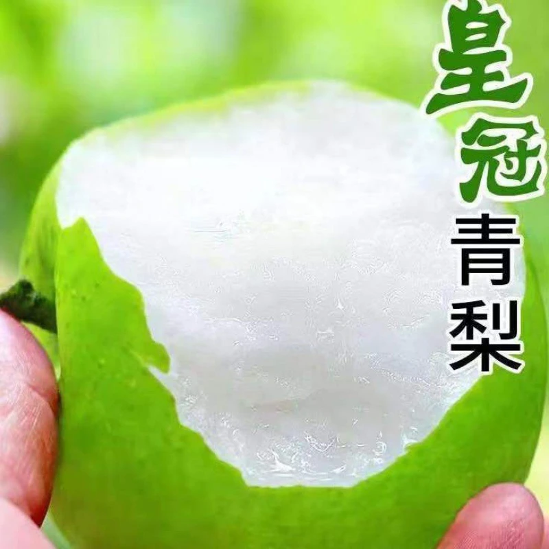 2025鲜水果当季脆甜皇冠梨现摘现发青梨脆甜砀山梨酥蜜梨1-9斤