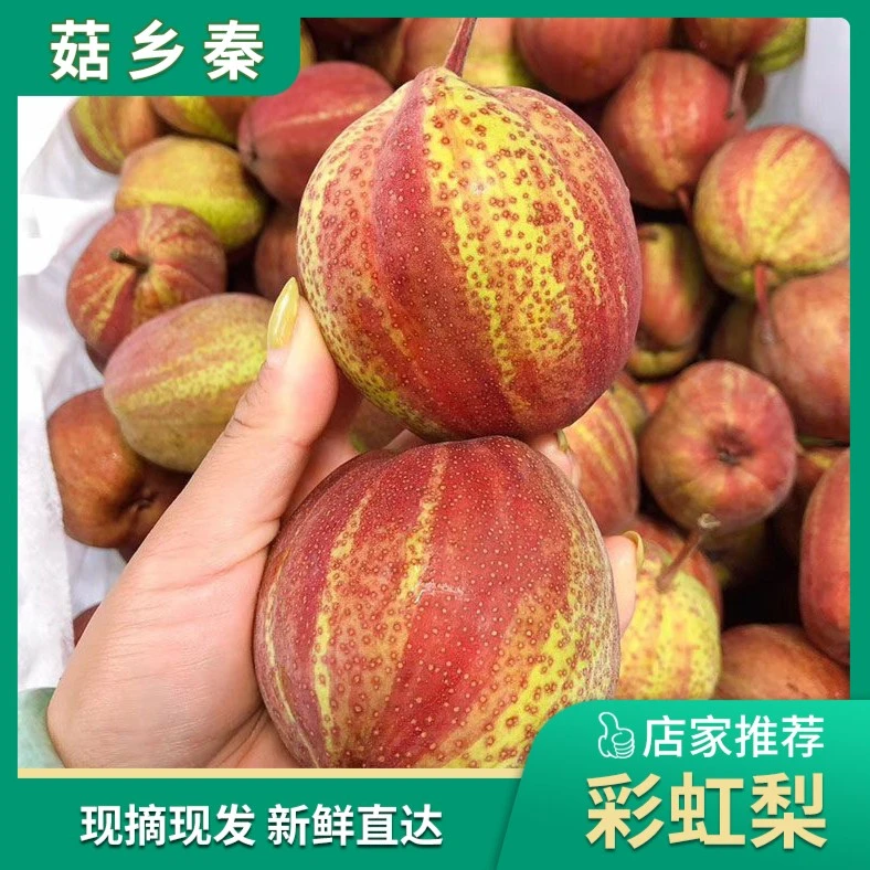 2025应季水果正宗彩虹梨新鲜爆汁脆甜老树梨子3-9斤【现摘现发】