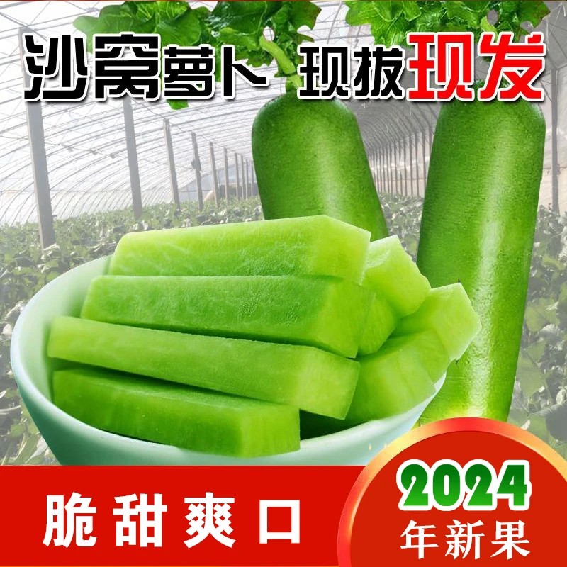 【现挖现发】2024新鲜水果正宗天津沙窝萝卜生吃水果萝卜3-9斤