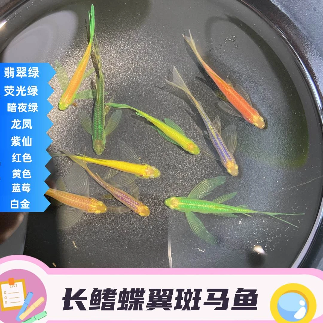 蝶翼长尾斑马鱼热带鱼蝶翼小型观赏鱼包邮包活到家养鱼混养