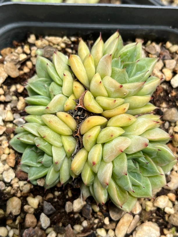 多肉套餐组合10棵随机发