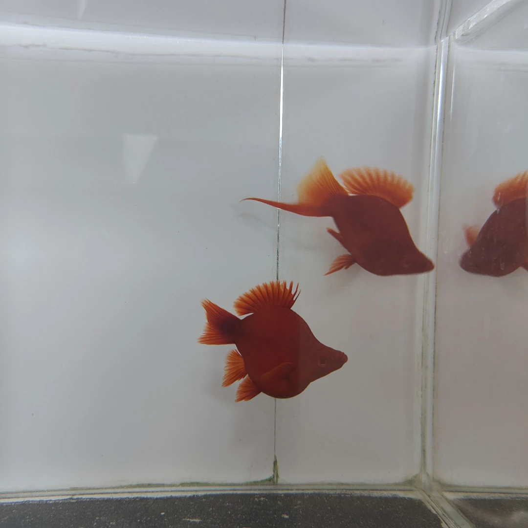 云朵精品平鳍红箭球原包装袋内死亡包损，开袋不包损小鱼观赏鱼