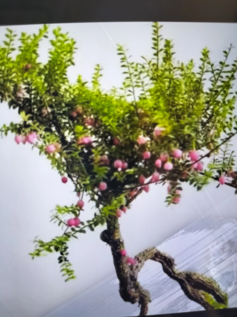 云南网红树萝卜，开花结果四季常青