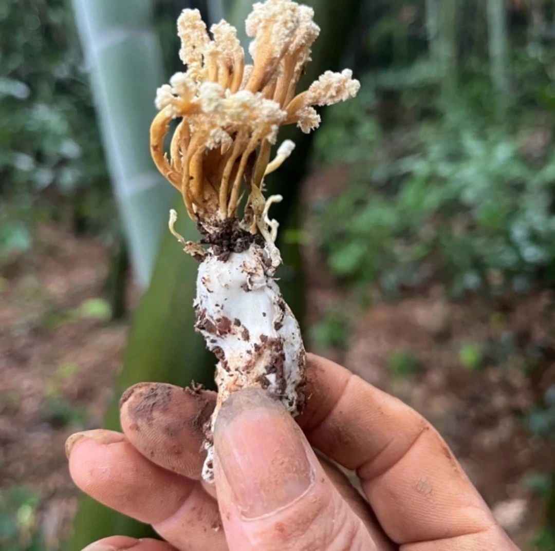 阿龙土特产-馋花