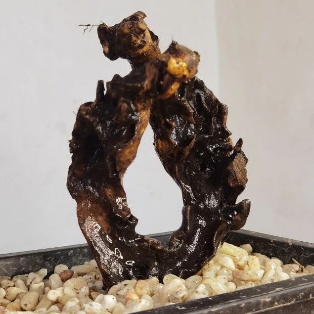 黄荆老桩镂空碳化品种组合景观（直播一物一拍）