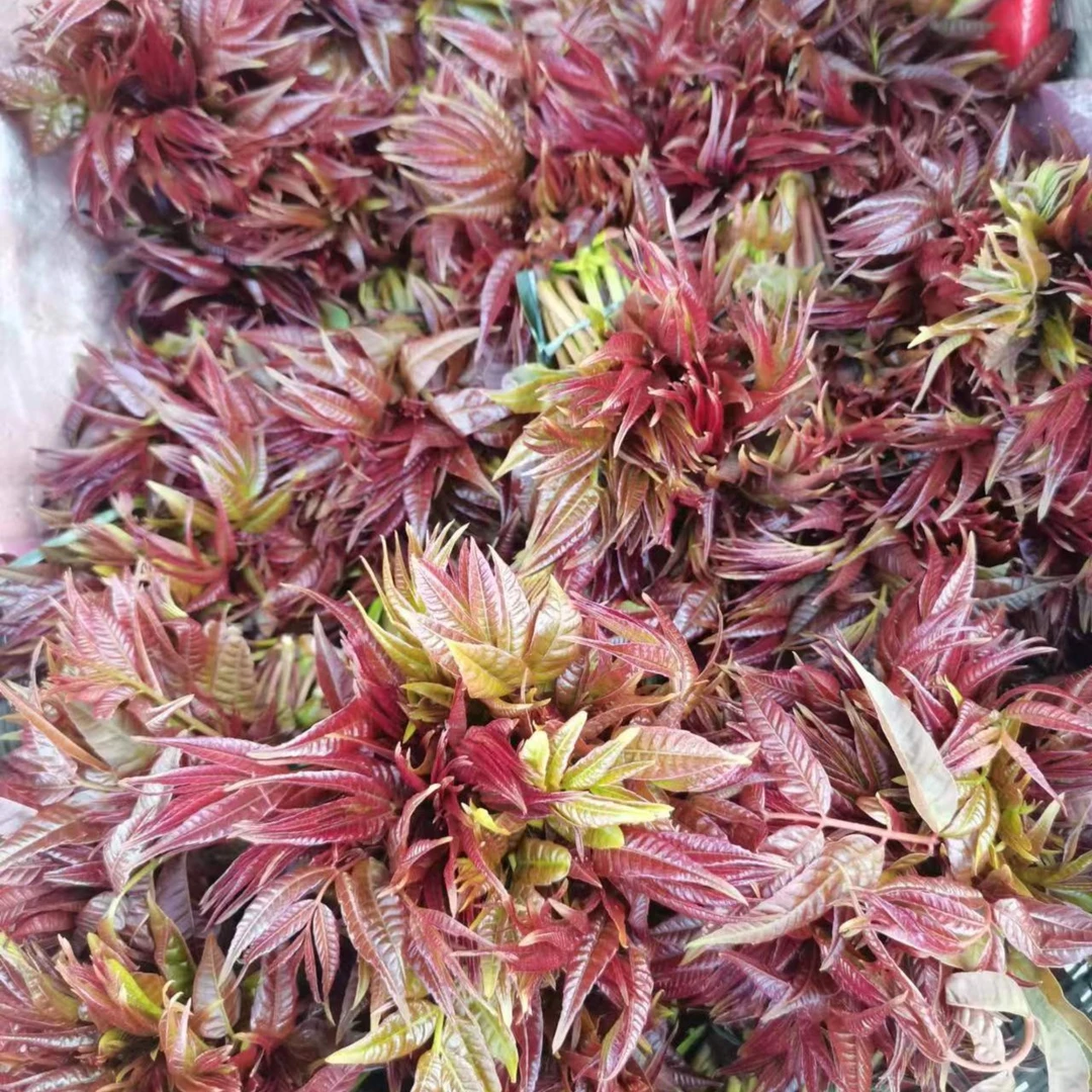 陕西汉中新鲜椿芽应季蔬菜现摘现发香椿500g*1000g*1500g