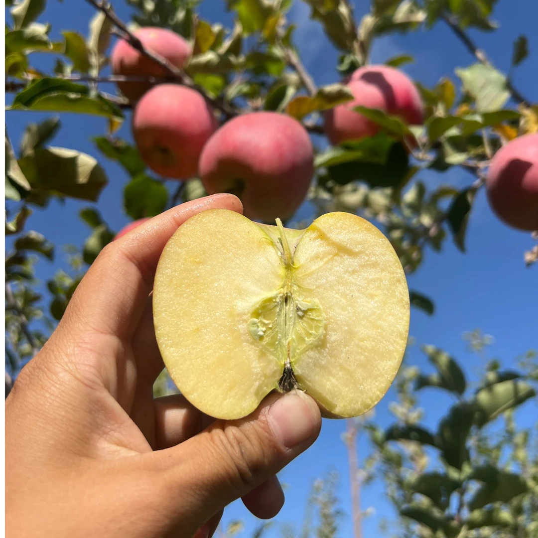 正宗新疆兵团不套袋红富士苹果脆甜多汁果农自产自销产地现摘现发