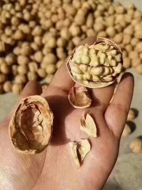 阿克苏185纸皮核桃，果仁饱满香甜