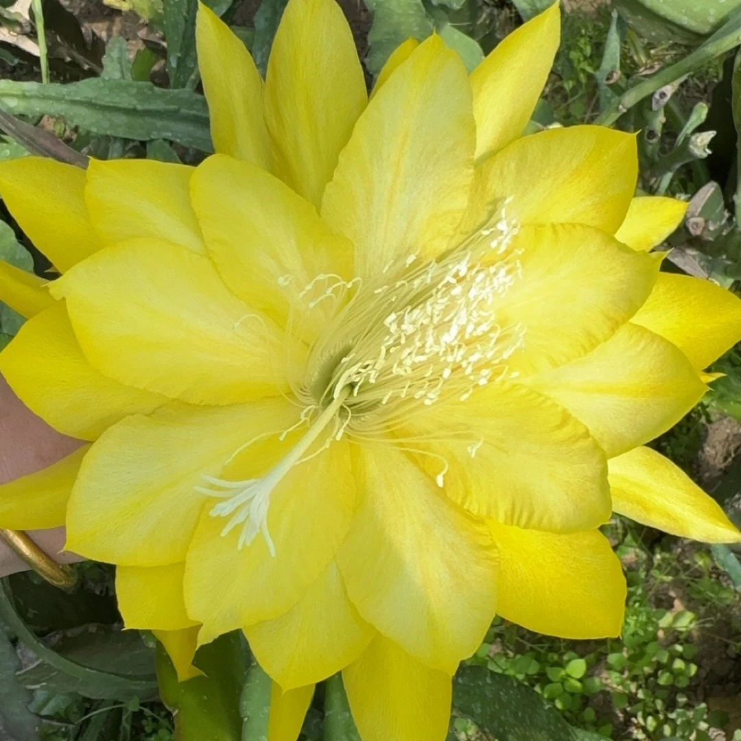 进口令箭荷花大中小苗观赏阳台窗台花卉绿植盆栽