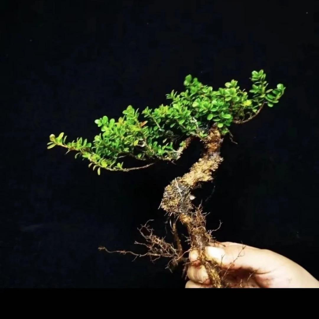 珍珠米叶黄杨高端盆景素材（直播间一物一拍）