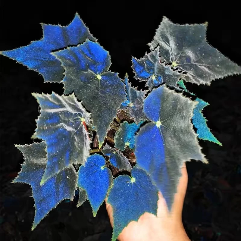 黑天鹅秋海棠神奇植物网红北欧风夜间叶片泛蓝光观叶桌面好养盆栽
