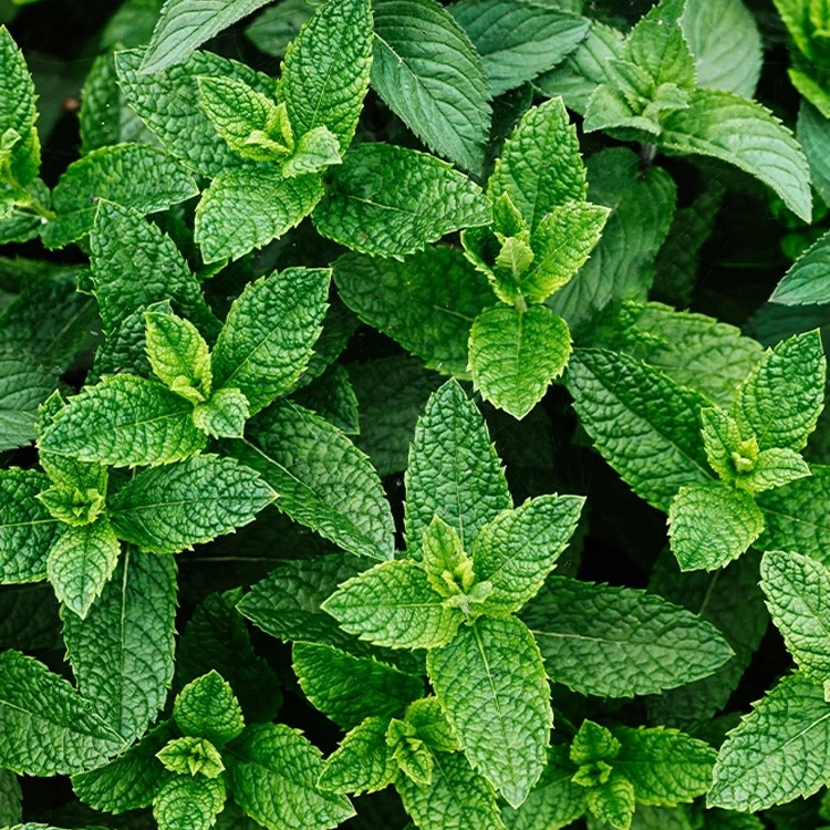 薄荷盆栽皱叶留兰香大盆可食用香草室外好养绿植夏季阳台驱蚊植物