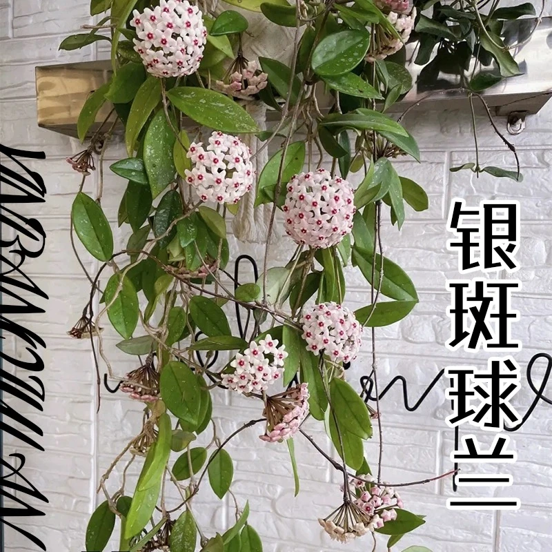 银斑球兰盆栽室内观叶观花懒人植物盆栽易养爬藤垂吊好养多肉绿植