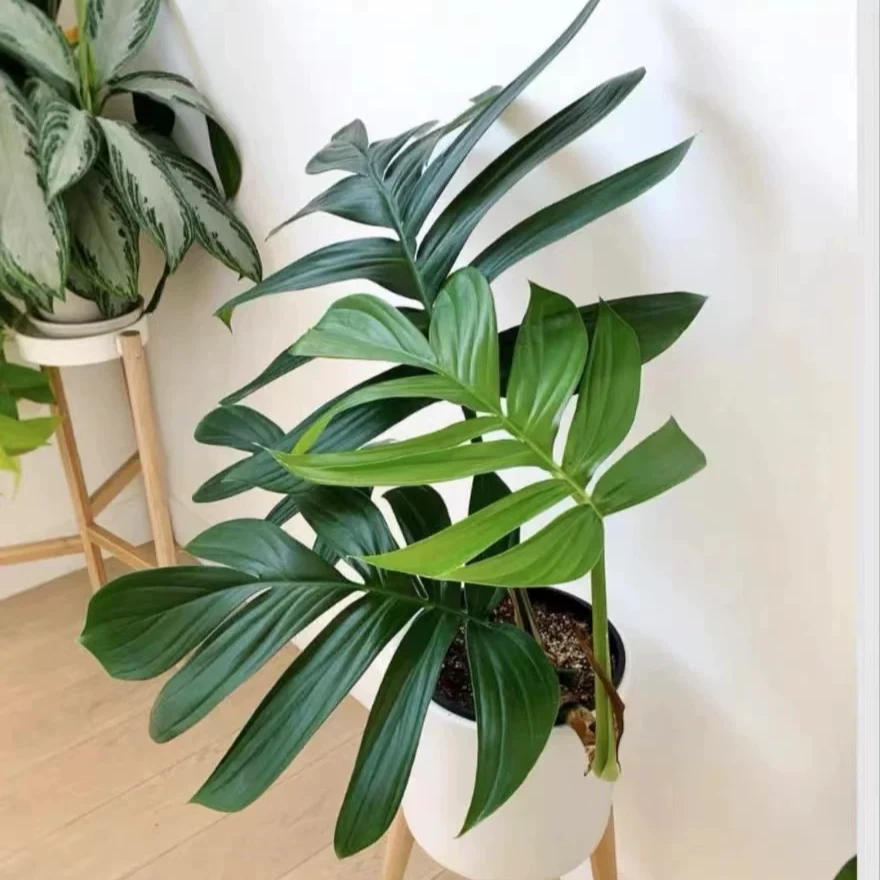 麒麟尾新手好养吸甲醛司机常青室内观叶绿植耐阴净化空气开背皮实