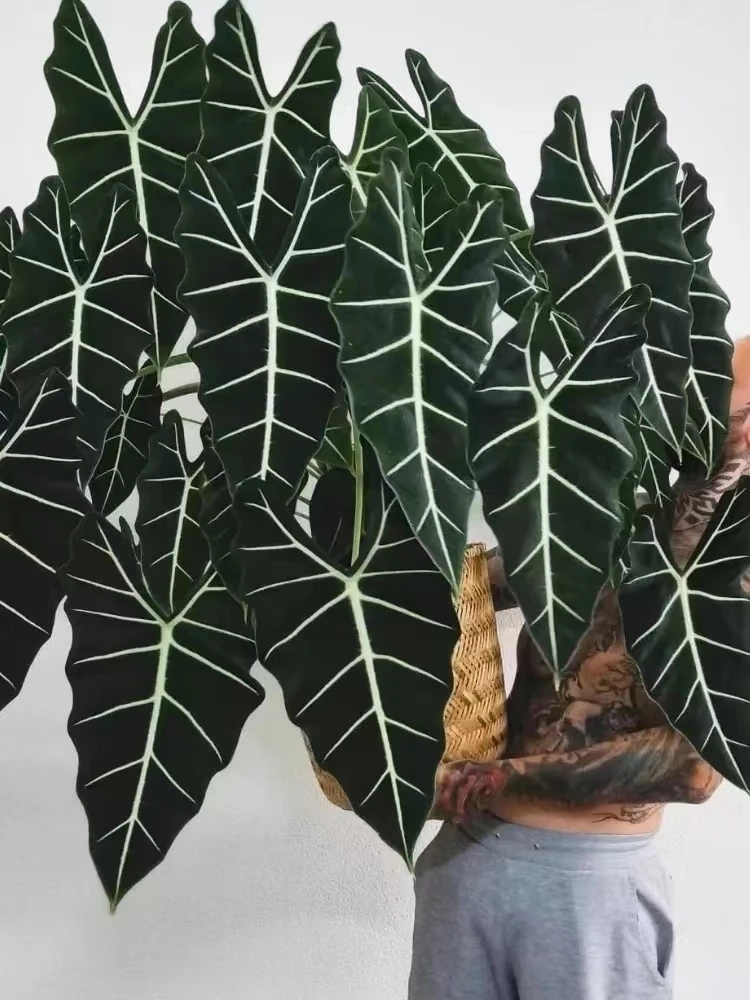 绿天鹅海芋天鹅绒竹芋稀有锦化进口室内阳台庭院热植入门绿植盆栽