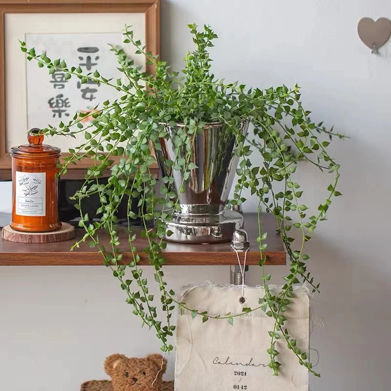 百万心吊兰盆栽植物室内客厅阳台绿植四季常青吸甲醛净化空气好养