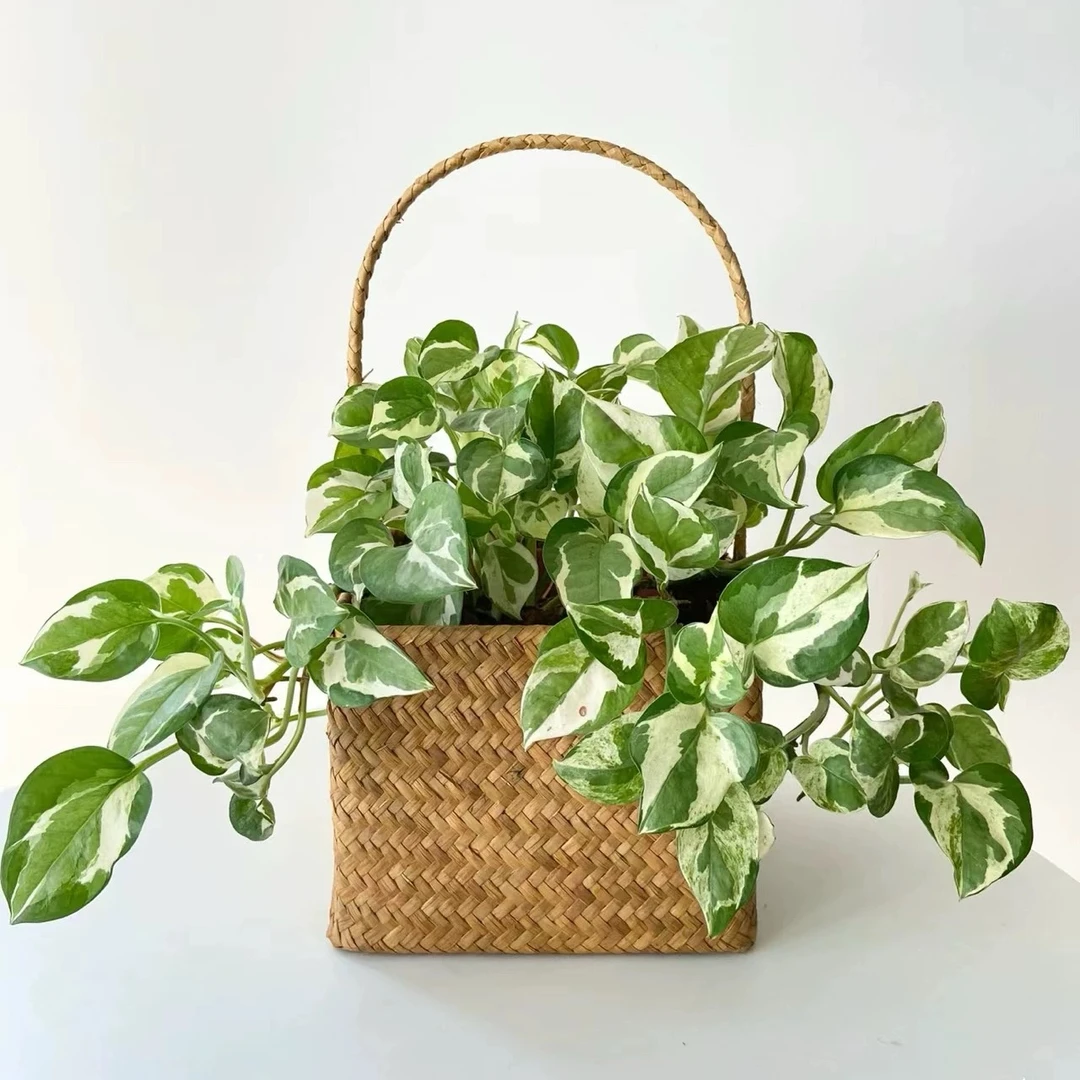 白金葛雪花葛花叶绿萝盆栽长藤垂吊植物室内办公桌好养吸甲醛绿植