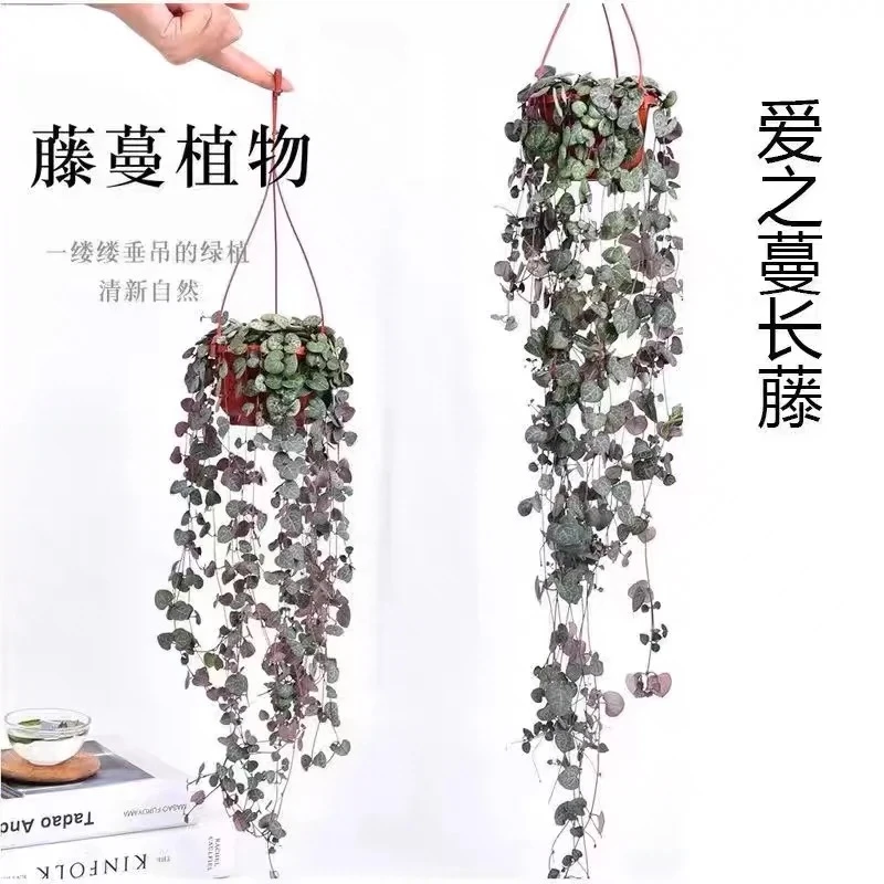 爱之蔓多肉植物一寸心萌肉网红长藤垂吊萝藦科吊灯花属防辐射盆栽