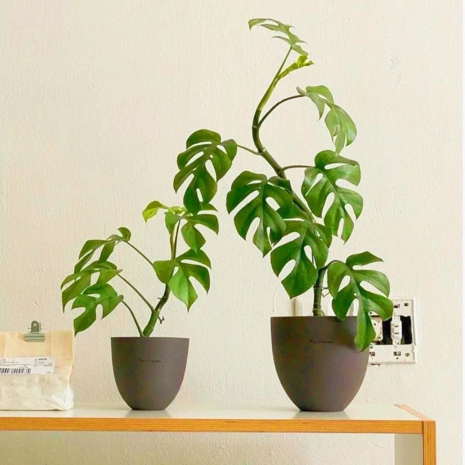 姬龟背飞来凤长藤攀爬藤植物室内办公室客厅垂钓北欧风易养护绿植