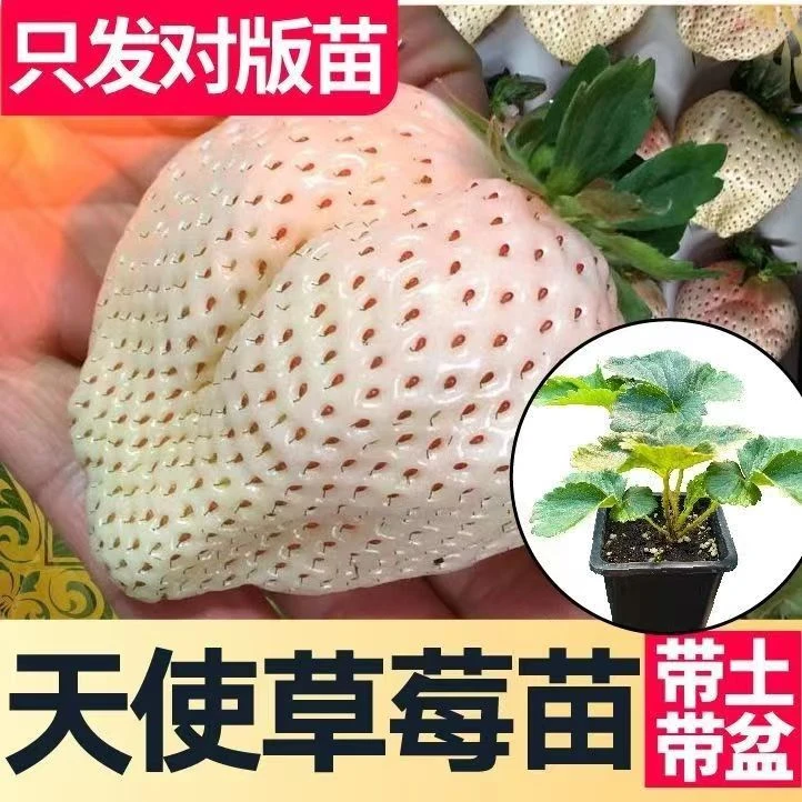 【带盆栽好】天使ae草莓苗盆栽草莓秧苗带盆白草莓白雪公主四季结果