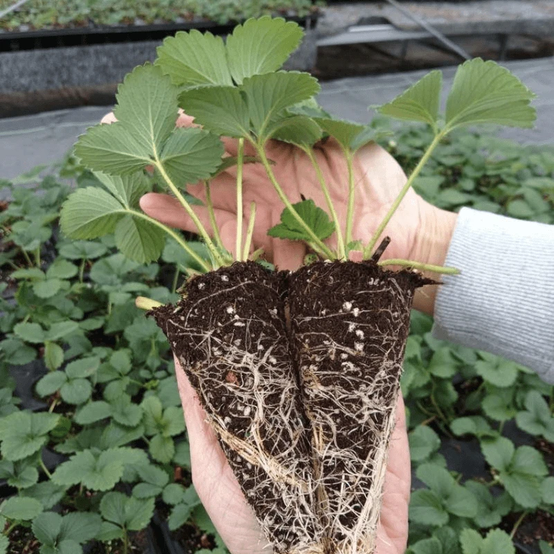 红奶油新苗秧脱毒四季草莓苗穴盘苗种苗当年开花阳台种植盆栽绿植