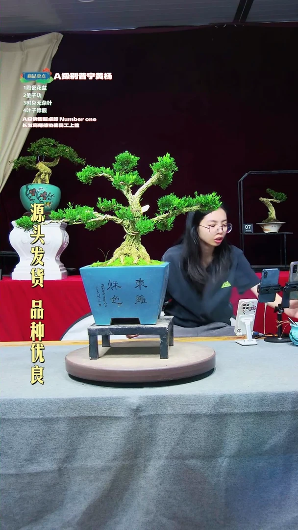 【闪购商品】黄杨盆景黄杨盆景