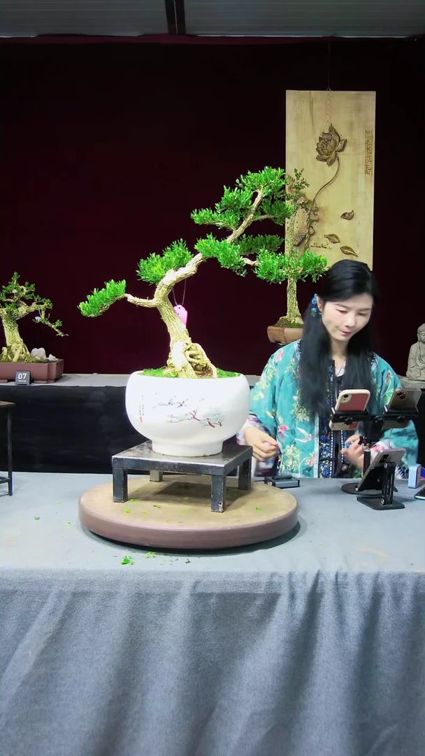 【闪购商品】黄杨盆景黄杨盆景