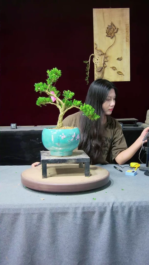 【闪购商品】黄杨盆景黄杨盆景