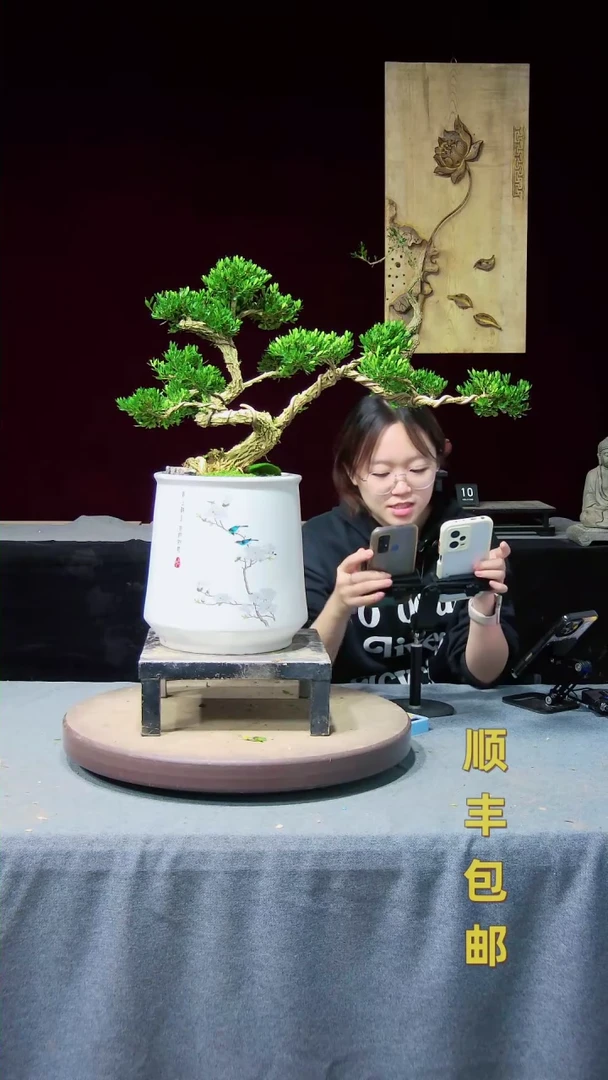 【闪购商品】黄杨盆景黄杨盆景