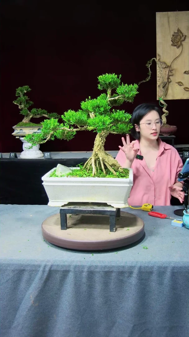 【闪购商品】黄杨盆景黄杨盆景