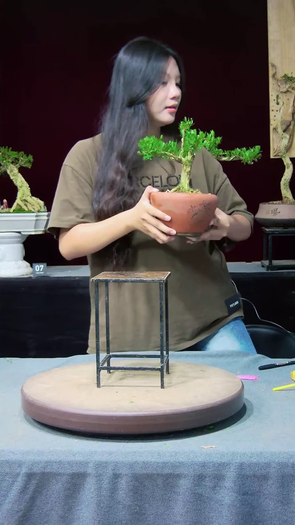 【闪购商品】黄杨盆景黄杨盆景