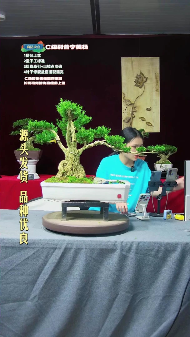 【闪购商品】黄杨盆景黄杨盆景