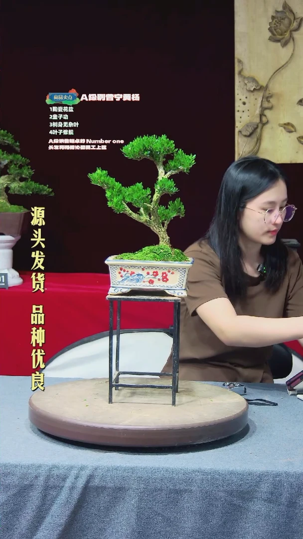 【闪购商品】黄杨盆景黄杨盆景