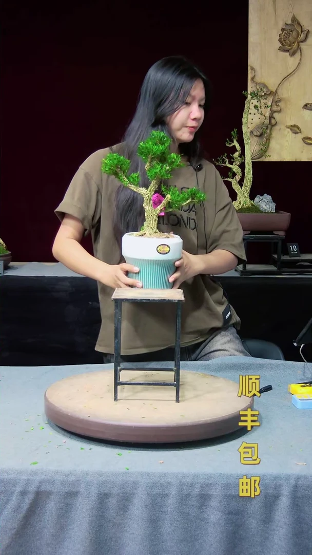 【闪购商品】黄杨盆景黄杨盆景