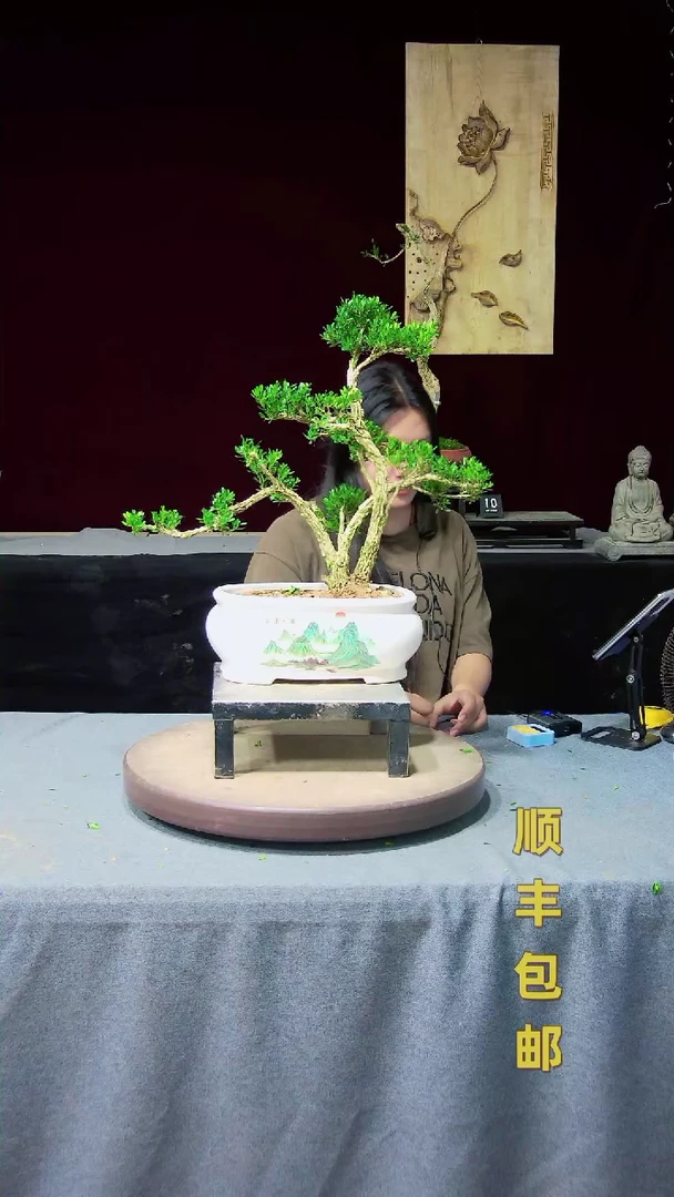 【闪购商品】黄杨盆景黄杨盆景