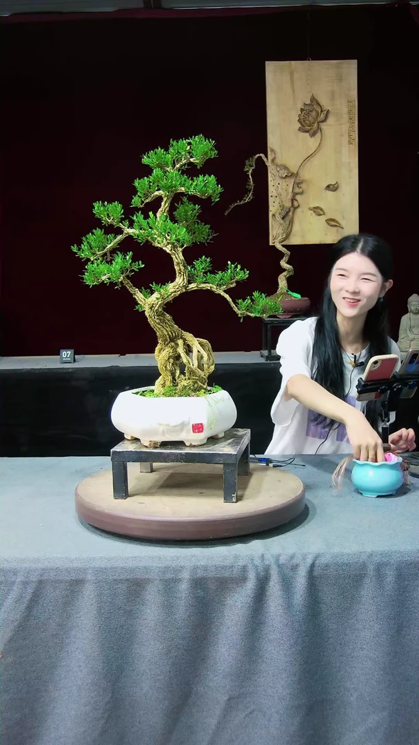 【闪购商品】黄杨盆景黄杨盆景