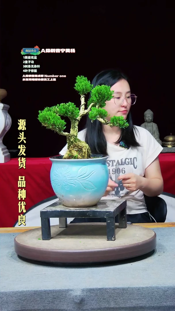 【闪购商品】黄杨黄杨